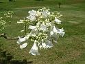 Jacaranda white 
